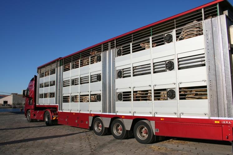 نقل مواشي فاخر